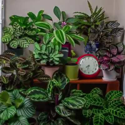 ?Time-lapse shows how much Plants actually move throughout the day