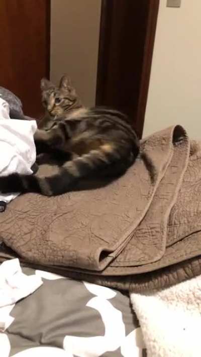 I thought cats outgrew the “I don’t get that my tail is a part of me” phase. Apparently not mine.