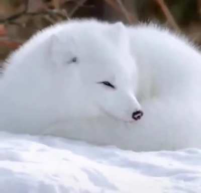 ? A fluffy Arctic fox curling up in the snow ?