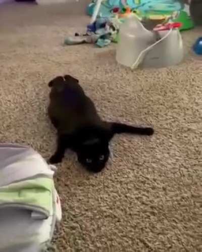 the spy cat
