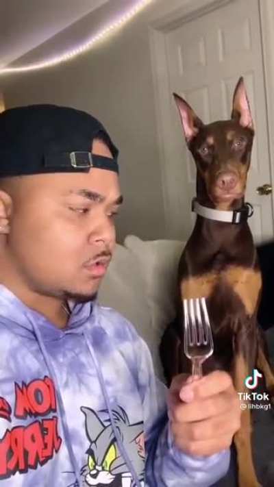 "All dogs made by cake"
