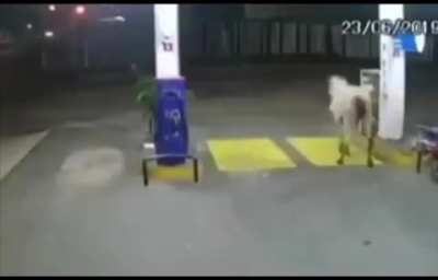 Just getting gas...
