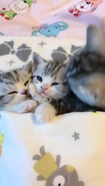 I cant stop watching this. ??