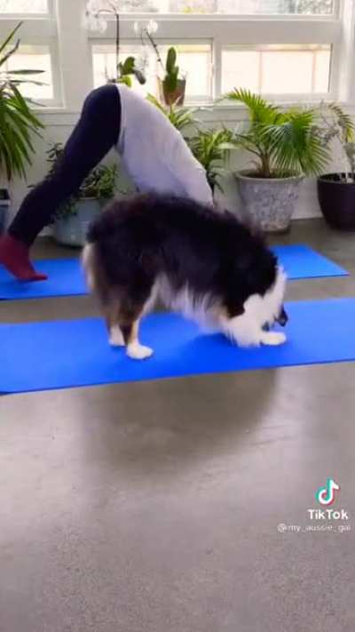 This dog does yoga better than I do.