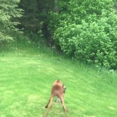 ? A little moose calf practicing their charges against a tree stump ?