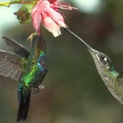 ? Hummingbird accidentally beats a honeybee away with its wings