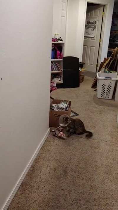 Kitten parkour