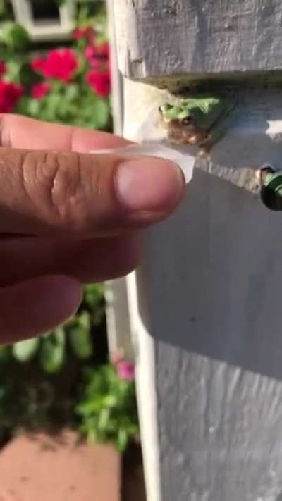 ? Frog climbs into a bottle cap during a hot day ?