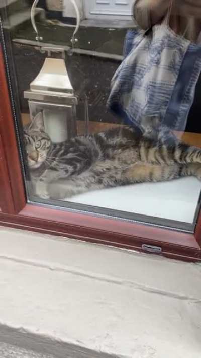 Hold my catnip while i S N E K