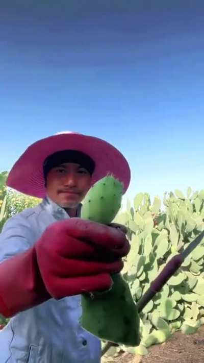 There is fruit inside the edge of cactus ?
