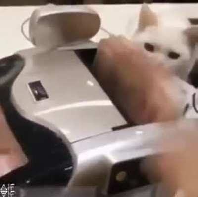 Cat tax