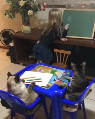 Little girl plays "school" with 2 pet cats