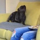he's very excited