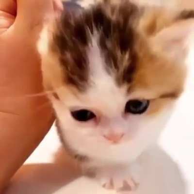 A little kittie love ?