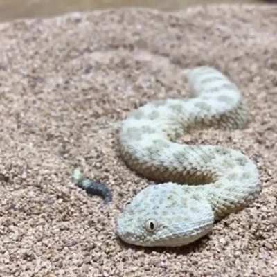 ? Saharan Sand Viper hiding in the sand