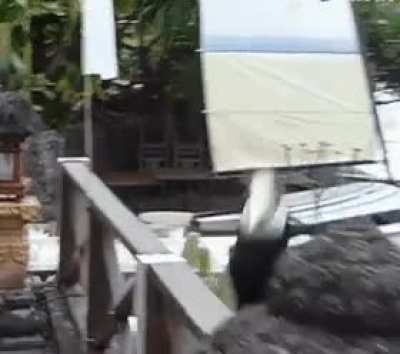 Hornbill joins a dance class