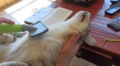 My lazzy cat know what mean "satisfying"