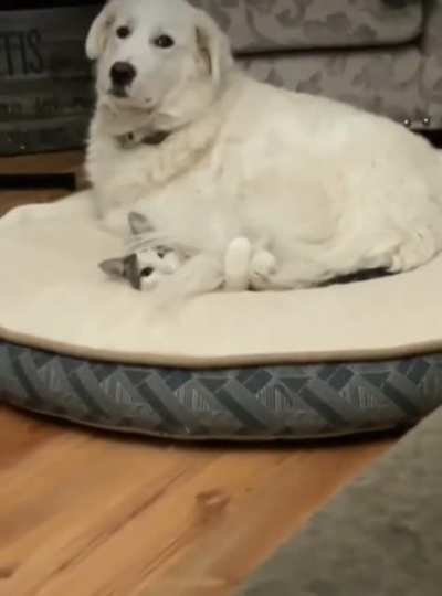 This is MY bed