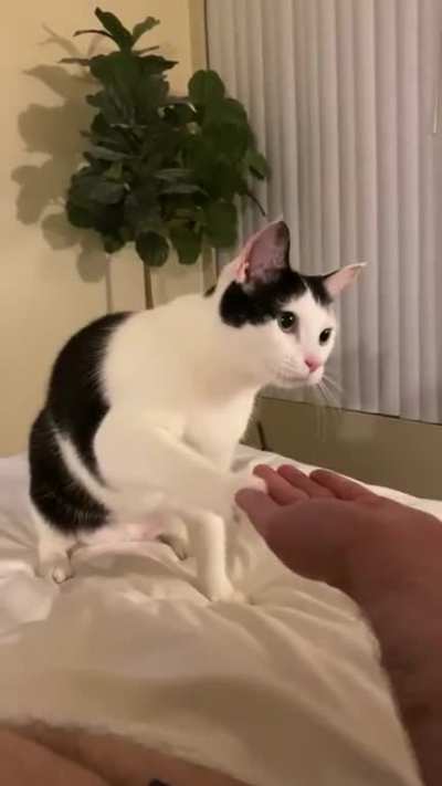 Cat’s can learn tricks! ?❤️?