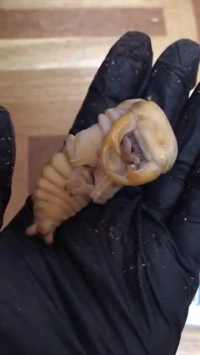 ? The size of this Stag Beetle Pupa