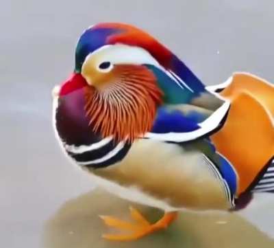 ? mandarin duck
