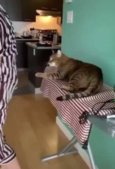 Cat Nip