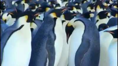 ? A bully penguin gets punished