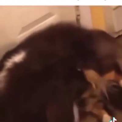 Dogs don't understand a word you say