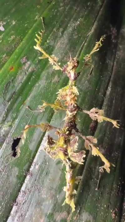 ? Weird stick insect mimics the epiphytic mosses in its natural habitat