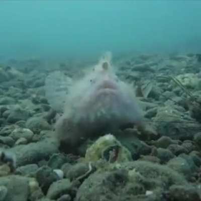 ? A cute Hairy Frogfish.
