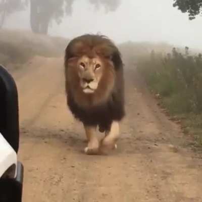 ? A majestic lion in the fog