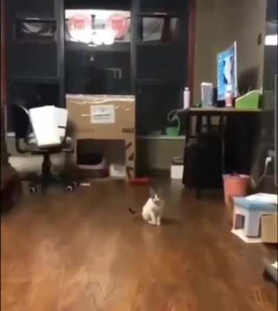 Hoppity bop!