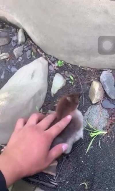 Duck duck go
