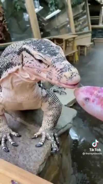 This animal does not chew at all when he eats.