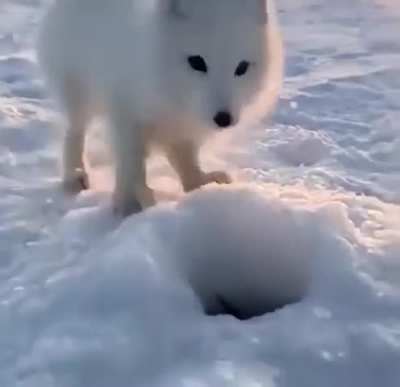 ? A skittish Arctic fox steals a fish from an ice fisherman