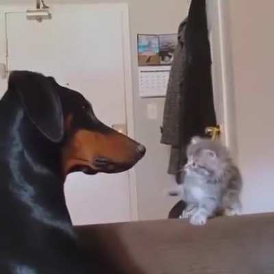 The tiniest boop