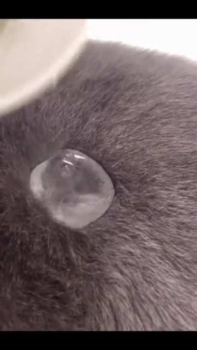 For the first time, i discovered that cat fur is waterproof ?