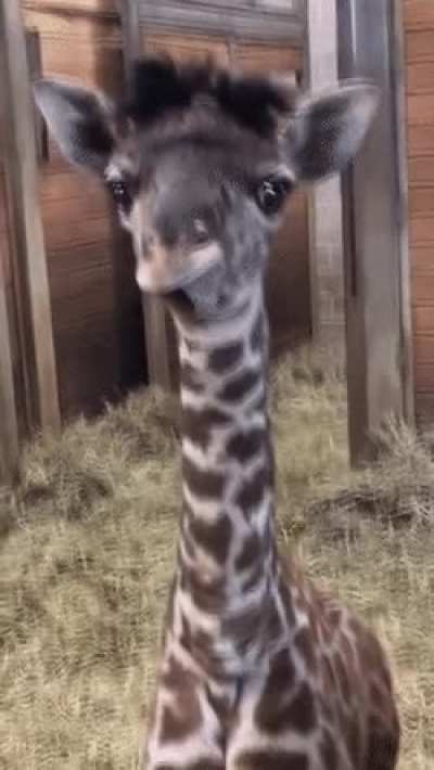 ? derp