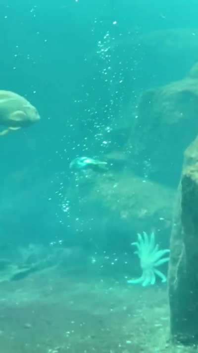 ? How the Alaskan puffin swims under water