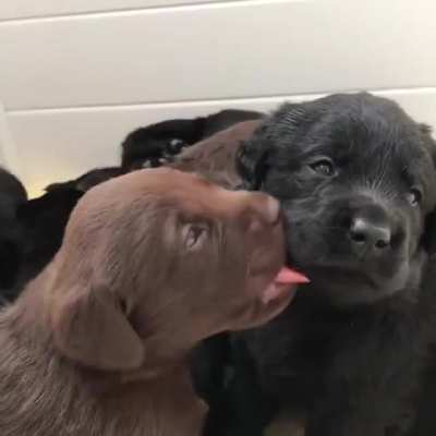 Puppy kissing (possibly trying to eat) another puppy ?