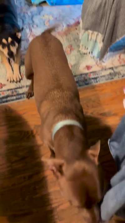 Cocoa impatient for breakfast!