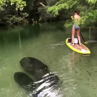 ? Encountering a manatee and her calf while paddle boarding ?