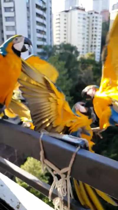 Blue-and-yellow macaw domino