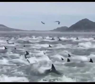 ?Dolphins protecting birthing whale from sharks