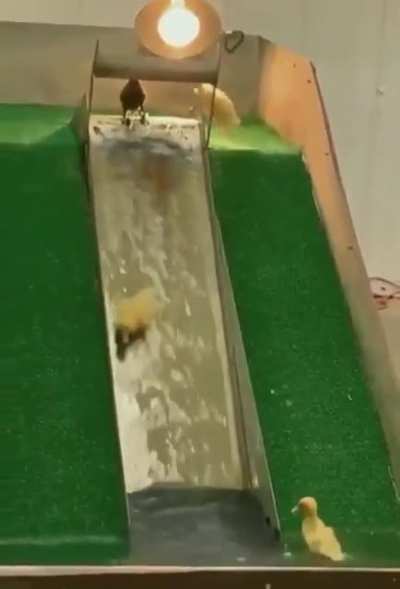 Ducklings going down a slide..