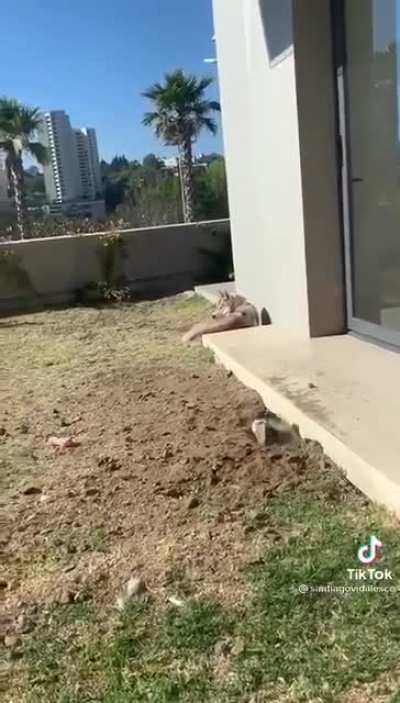 Just a beautiful day sunbathing outside