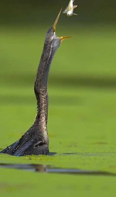 That's a "Catch" ?