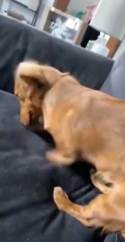 My week in 13 seconds (wait till the end ?)