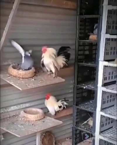 maybe maybe maybe