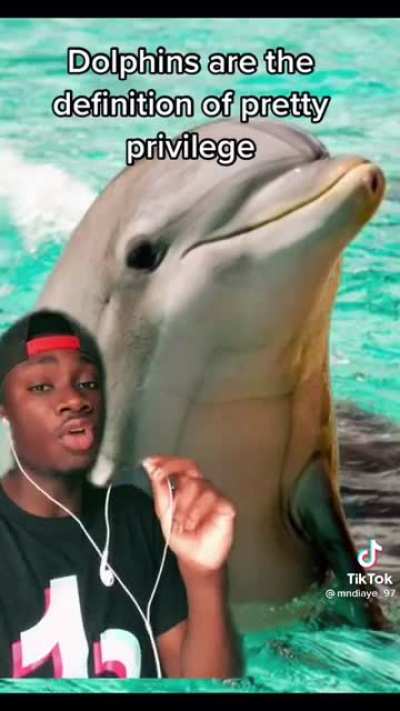 Dolphin Dobrik ???